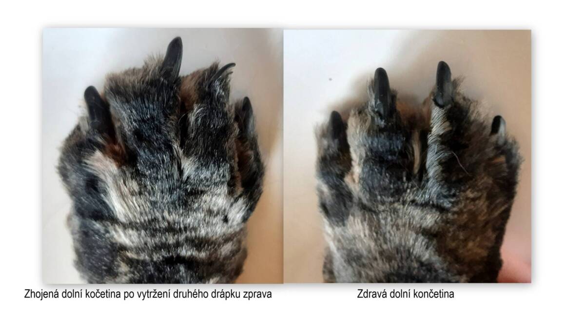 Stříhání drápků